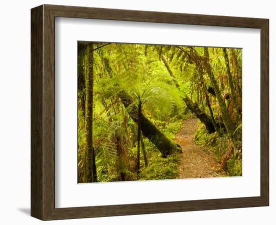 Trail, Waitakere Range Regional Park, North Island, New Zealand-Cathy & Gordon Illg-Framed Photographic Print