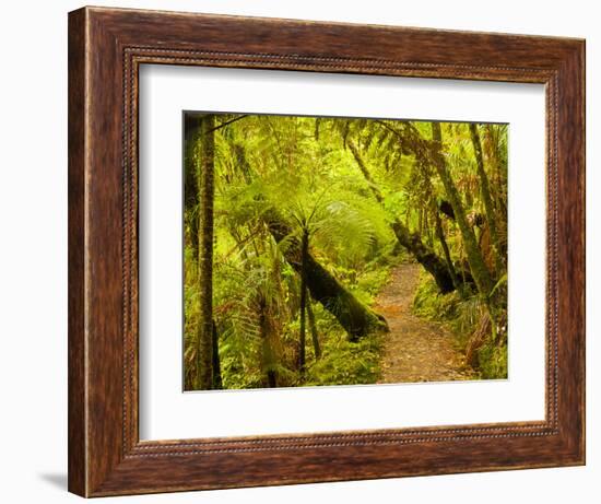 Trail, Waitakere Range Regional Park, North Island, New Zealand-Cathy & Gordon Illg-Framed Photographic Print