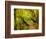 Trail, Waitakere Range Regional Park, North Island, New Zealand-Cathy & Gordon Illg-Framed Photographic Print