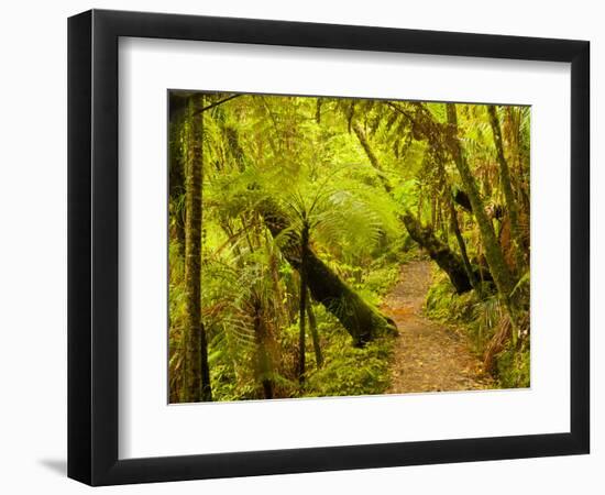 Trail, Waitakere Range Regional Park, North Island, New Zealand-Cathy & Gordon Illg-Framed Photographic Print