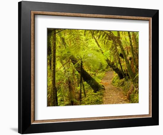 Trail, Waitakere Range Regional Park, North Island, New Zealand-Cathy & Gordon Illg-Framed Photographic Print