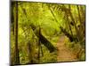 Trail, Waitakere Range Regional Park, North Island, New Zealand-Cathy & Gordon Illg-Mounted Photographic Print