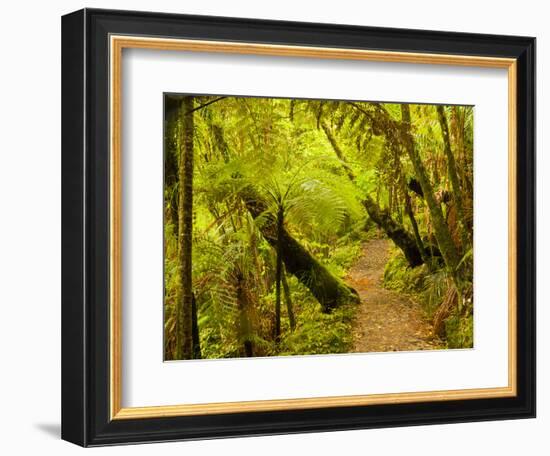 Trail, Waitakere Range Regional Park, North Island, New Zealand-Cathy & Gordon Illg-Framed Photographic Print