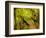 Trail, Waitakere Range Regional Park, North Island, New Zealand-Cathy & Gordon Illg-Framed Photographic Print