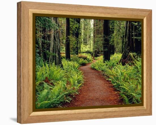Trail Winding Through Redwoods-Darrell Gulin-Framed Premier Image Canvas