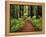 Trail Winding Through Redwoods-Darrell Gulin-Framed Premier Image Canvas