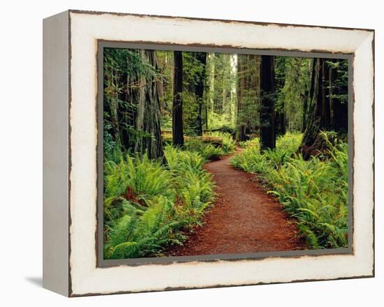 Trail Winding Through Redwoods-Darrell Gulin-Framed Premier Image Canvas