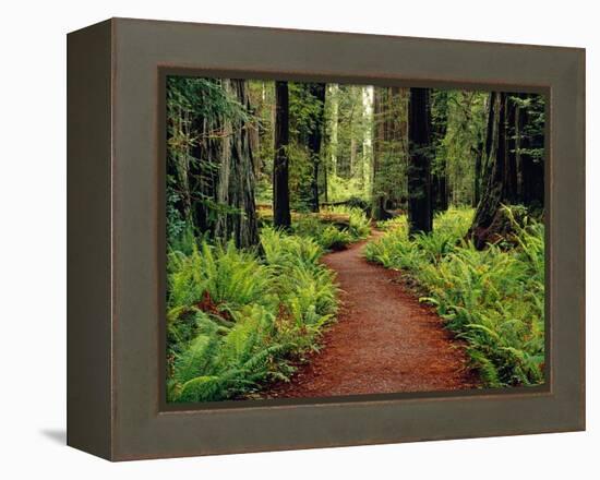 Trail Winding Through Redwoods-Darrell Gulin-Framed Premier Image Canvas