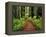 Trail Winding Through Redwoods-Darrell Gulin-Framed Premier Image Canvas