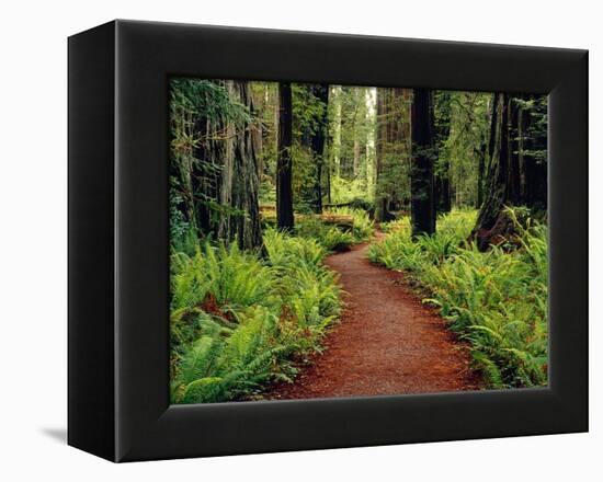 Trail Winding Through Redwoods-Darrell Gulin-Framed Premier Image Canvas