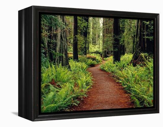 Trail Winding Through Redwoods-Darrell Gulin-Framed Premier Image Canvas