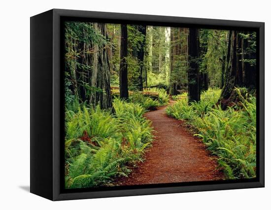 Trail Winding Through Redwoods-Darrell Gulin-Framed Premier Image Canvas