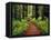 Trail Winding Through Redwoods-Darrell Gulin-Framed Premier Image Canvas