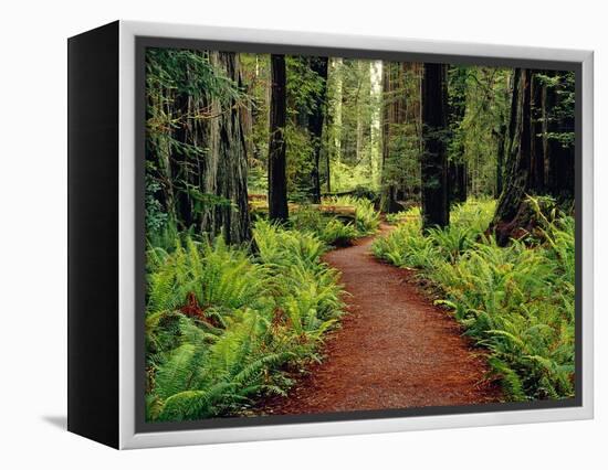 Trail Winding Through Redwoods-Darrell Gulin-Framed Premier Image Canvas