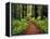 Trail Winding Through Redwoods-Darrell Gulin-Framed Premier Image Canvas