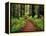 Trail Winding Through Redwoods-Darrell Gulin-Framed Premier Image Canvas