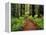 Trail Winding Through Redwoods-Darrell Gulin-Framed Premier Image Canvas