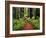 Trail Winding Through Redwoods-Darrell Gulin-Framed Premium Photographic Print