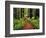 Trail Winding Through Redwoods-Darrell Gulin-Framed Photographic Print