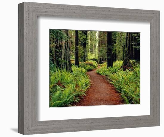 Trail Winding Through Redwoods-Darrell Gulin-Framed Photographic Print