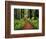 Trail Winding Through Redwoods-Darrell Gulin-Framed Photographic Print