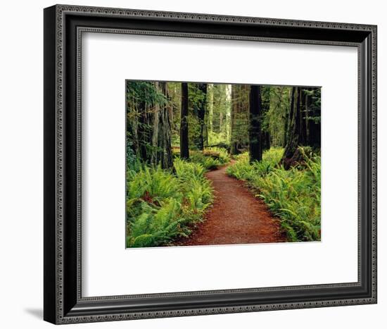 Trail Winding Through Redwoods-Darrell Gulin-Framed Photographic Print