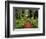 Trail Winding Through Redwoods-Darrell Gulin-Framed Photographic Print