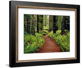 Trail Winding Through Redwoods-Darrell Gulin-Framed Photographic Print