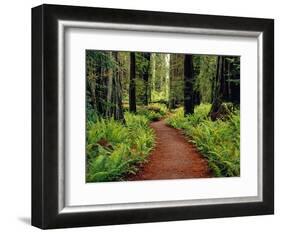 Trail Winding Through Redwoods-Darrell Gulin-Framed Photographic Print