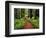 Trail Winding Through Redwoods-Darrell Gulin-Framed Photographic Print