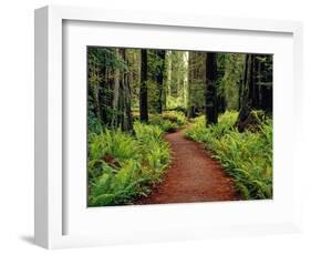 Trail Winding Through Redwoods-Darrell Gulin-Framed Photographic Print