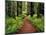 Trail Winding Through Redwoods-Darrell Gulin-Mounted Photographic Print