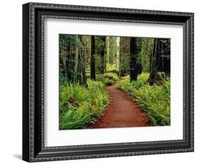Trail Winding Through Redwoods-Darrell Gulin-Framed Photographic Print