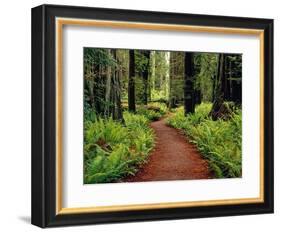 Trail Winding Through Redwoods-Darrell Gulin-Framed Photographic Print