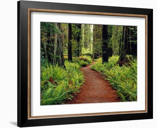 Trail Winding Through Redwoods-Darrell Gulin-Framed Photographic Print