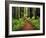 Trail Winding Through Redwoods-Darrell Gulin-Framed Photographic Print