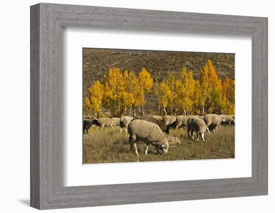 Trailing of the Sheep Festival, Autumn, Ketchum, Idaho, USA-Michel Hersen-Framed Photographic Print