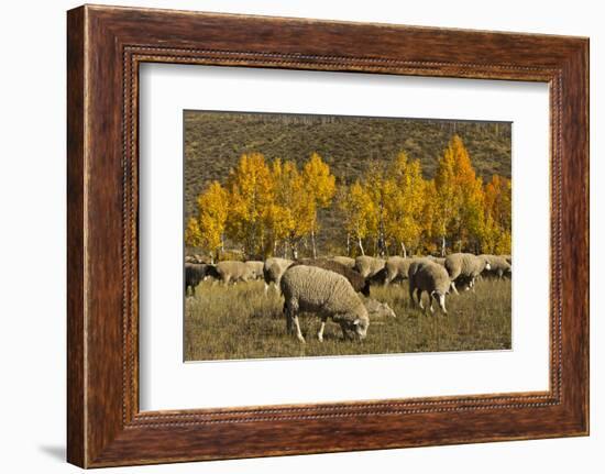 Trailing of the Sheep Festival, Autumn, Ketchum, Idaho, USA-Michel Hersen-Framed Photographic Print