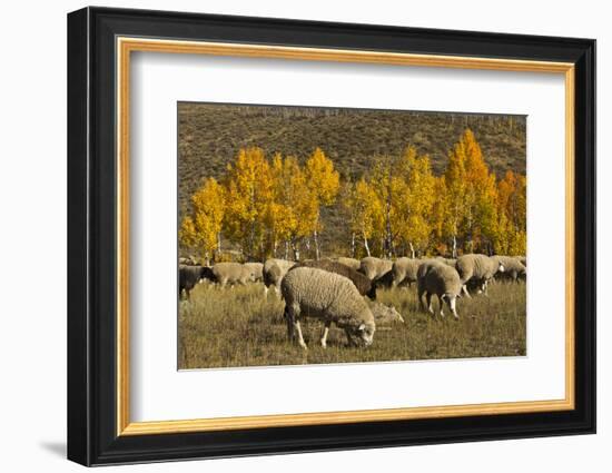 Trailing of the Sheep Festival, Autumn, Ketchum, Idaho, USA-Michel Hersen-Framed Photographic Print