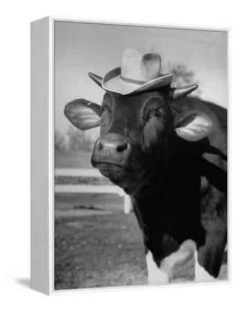 hats for cows