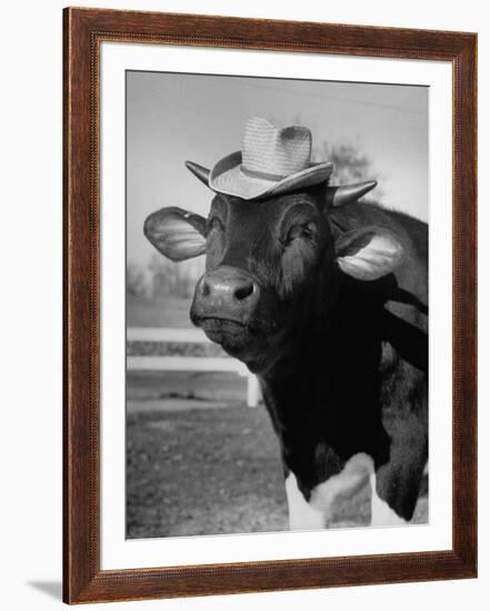 Trained Cow Wearing a Hat-Nina Leen-Framed Premium Photographic Print