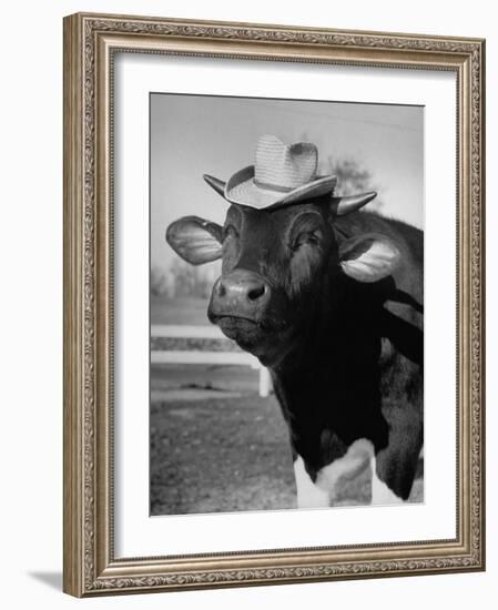 Trained Cow Wearing a Hat-Nina Leen-Framed Photographic Print