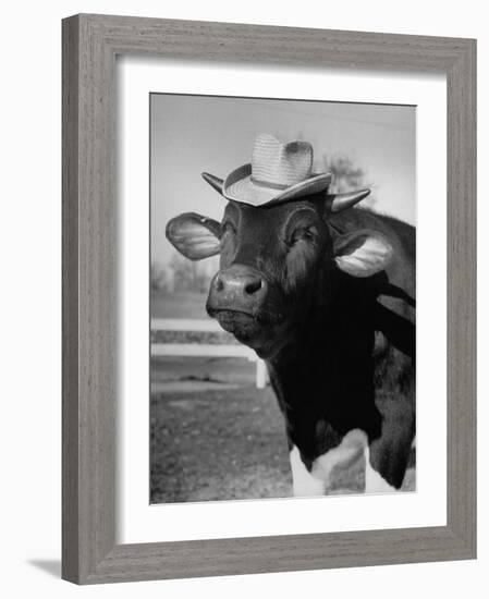 Trained Cow Wearing a Hat-Nina Leen-Framed Photographic Print