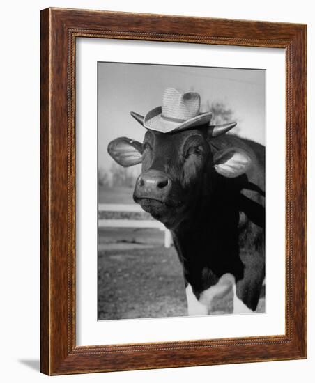 Trained Cow Wearing a Hat-Nina Leen-Framed Photographic Print