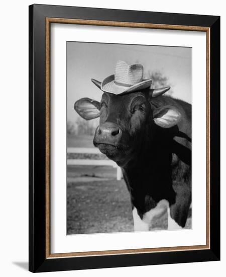 Trained Cow Wearing a Hat-Nina Leen-Framed Photographic Print