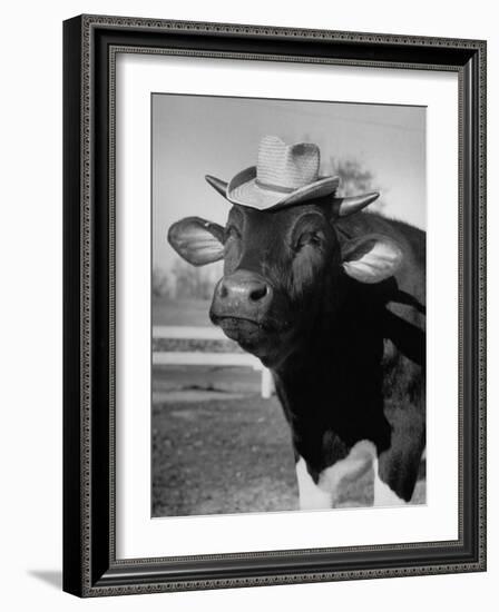 Trained Cow Wearing a Hat-Nina Leen-Framed Photographic Print