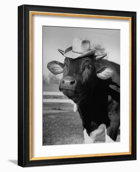 Trained Cow Wearing a Hat-Nina Leen-Framed Photographic Print