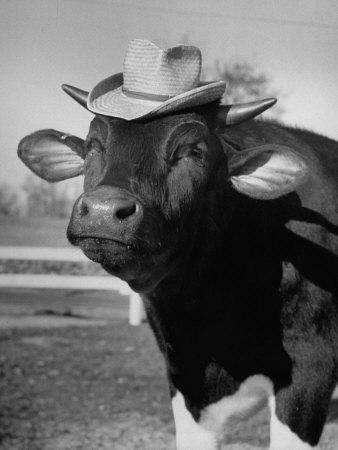 Trained Cow Wearing a Hat' Photographic Print - Nina Leen | Art.com