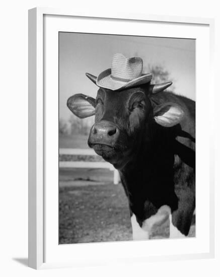 Trained Cow Wearing a Hat-Nina Leen-Framed Photographic Print