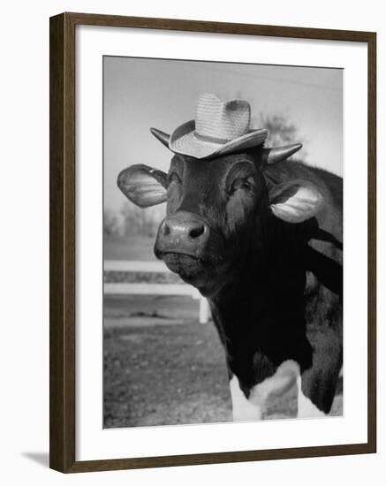 Trained Cow Wearing a Hat-Nina Leen-Framed Photographic Print